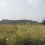 798011629DSCF0003tn