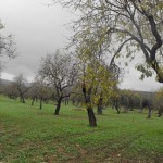 98623384DSCF0095tn