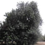 98623384DSCF0100tn